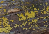 Dacrymyces variisporus image