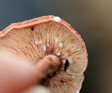 Lactarius rufus image