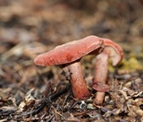 Lactarius rufus image