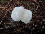 Leucocybe candicans image
