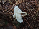 Leucocybe candicans image