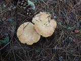 Lactarius chrysorrheus image