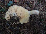 Lactarius chrysorrheus image