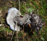 Phellodon niger image