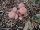 Laccaria bicolor image