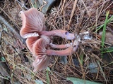 Laccaria bicolor image