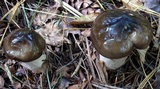 Hygrophorus fuligineus image
