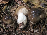 Hygrophorus fuligineus image