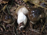 Hygrophorus fuligineus image