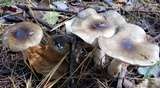 Hygrophorus fuligineus image