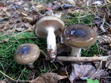 Hygrophorus fuligineus image