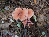 Laccaria bicolor image