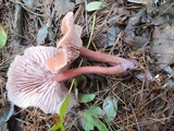 Laccaria bicolor image