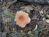 Laccaria bicolor image