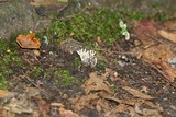Sebacina schweinitzii image