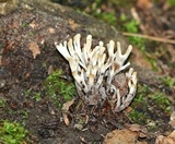 Sebacina schweinitzii image