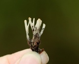 Sebacina schweinitzii image