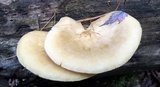 Tricholomopsis sulphureoides image