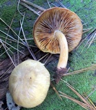 Tricholomopsis sulphureoides image