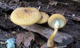 Leucopholiota decorosa image