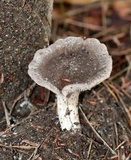 Tricholoma terreum image