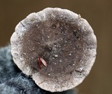 Tricholoma terreum image