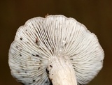 Tricholoma terreum image