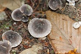 Tricholoma terreum image