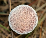 Suillus spraguei image