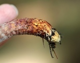 Suillus spraguei image