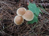 Gymnopus confluens image