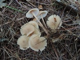 Gymnopus confluens image