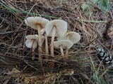 Gymnopus confluens image