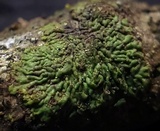 Hyperphyscia syncolla image