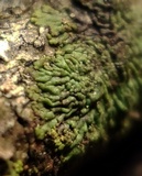 Hyperphyscia syncolla image