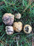 Rhizopogon occidentalis image