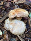 Paxillus cuprinus image