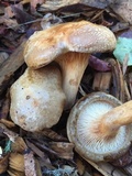 Paxillus cuprinus image