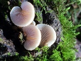 Crepidotus mollis image