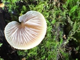 Crepidotus mollis image
