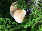 Crepidotus mollis image