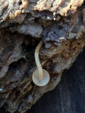 Flammulaster muricatus image