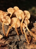 Flammulaster muricatus image