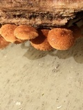 Flammulaster muricatus image