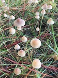 Mycena galopus var. galopus image