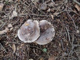 Lactarius mucidus var. mucidioides image
