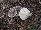 Lactarius mucidus var. mucidioides image