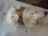Lactarius mucidus var. mucidioides image