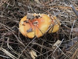 Amanita persicina image