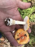 Amanita persicina image